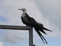 88 vogel